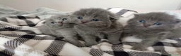 Británico de Pelo Corto Azul gatos en venta: Gatitos British blue en Barcelona - Anuncio 2