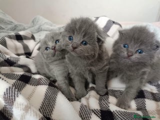 Británico de Pelo Corto Azul gatos en Barcelona - Anuncio 9