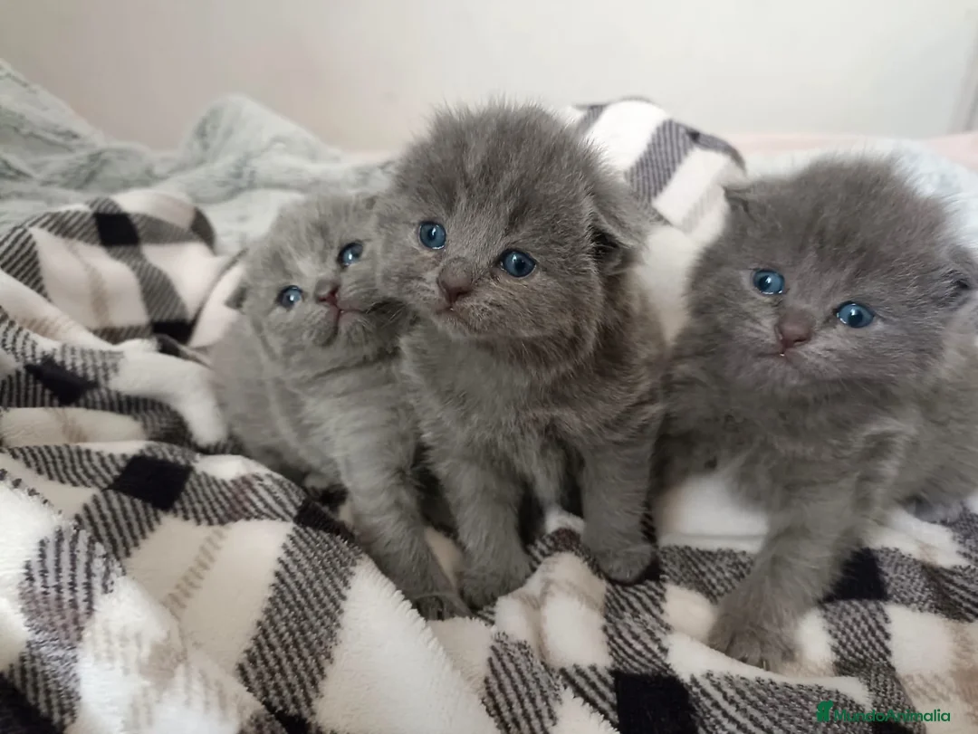 Británico de Pelo Corto Azul gatos en venta: Gatitos British blue en Barcelona - Anuncio 2