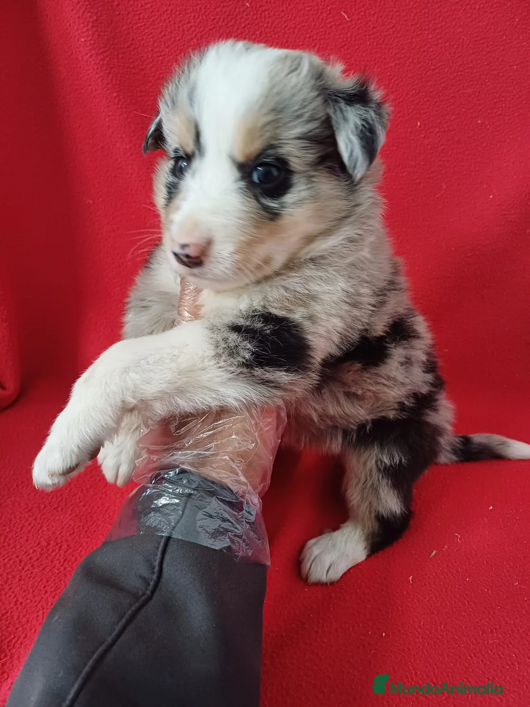 Border Collie perros en venta: Border Collie Merle  - Anuncio 2