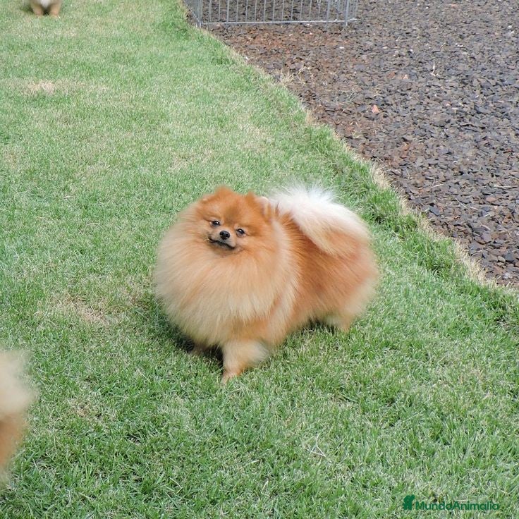 Pomerania perros Pomerania lulu Toy disponibles  - Anuncio 5
