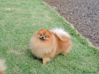 Pomerania perros Pomerania lulu Toy disponibles - Anuncio 4