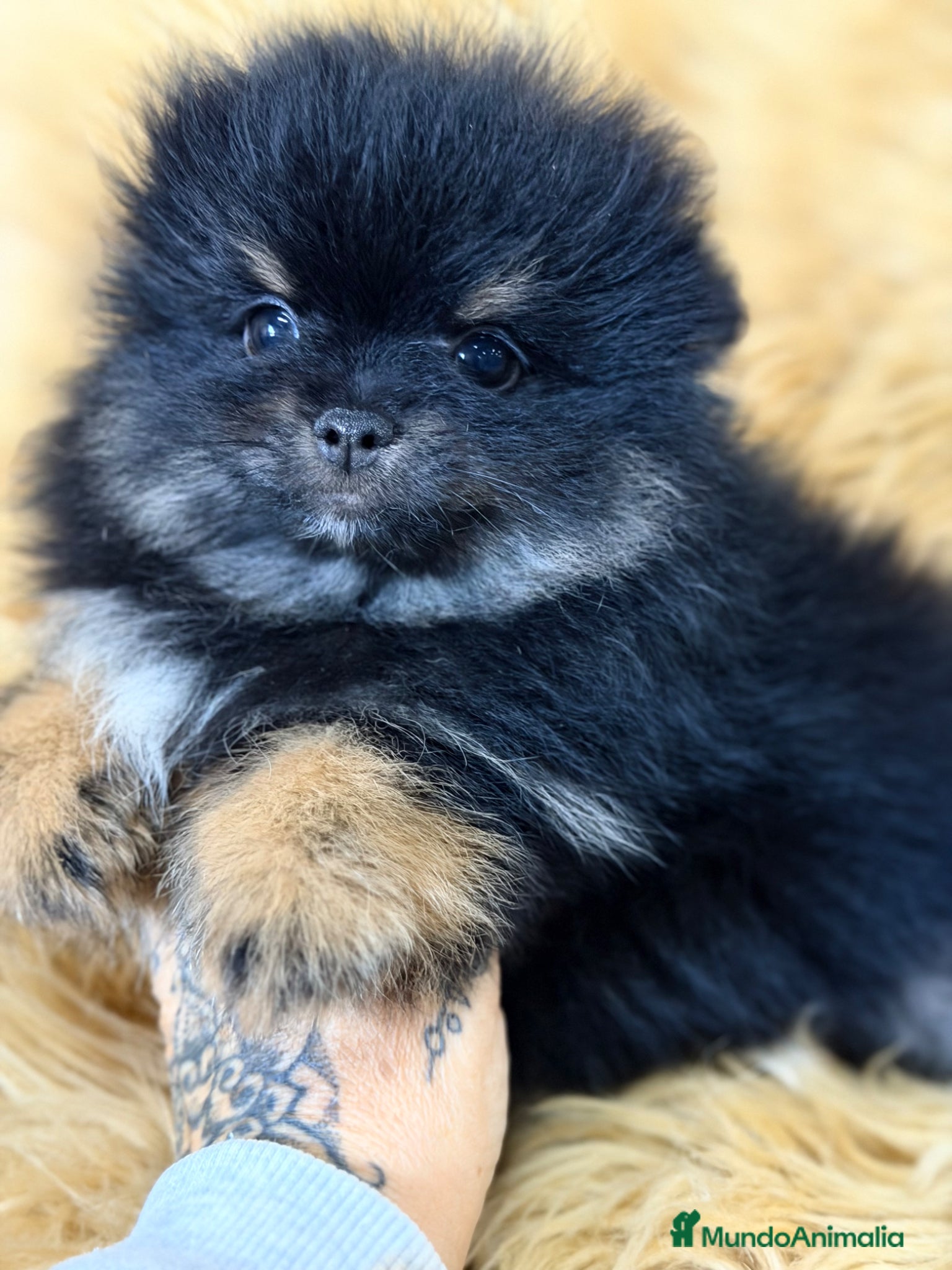 Pomerania perros Pomerania cara oso  - Anuncio 3