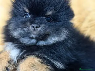 Pomerania perros Pomerania cara oso - Anuncio 3