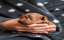 Caniche Toy perros en venta: Caniche toy rojo intenso - Anuncio 10