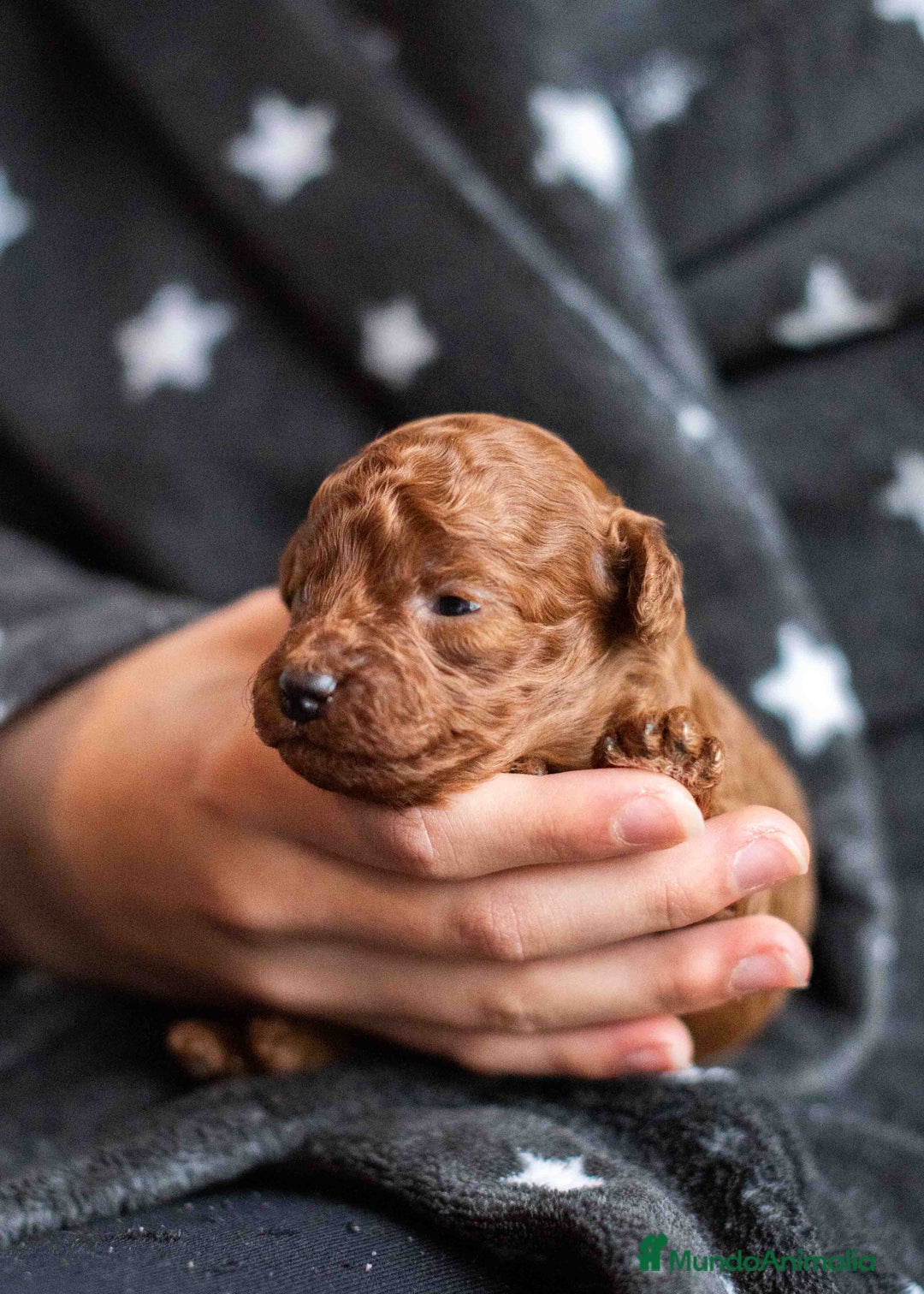 Caniche Toy perros en venta: Caniche toy rojo intenso - Anuncio 10