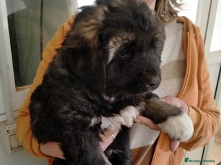 Pastor del Cáucaso perros - Anuncio 3