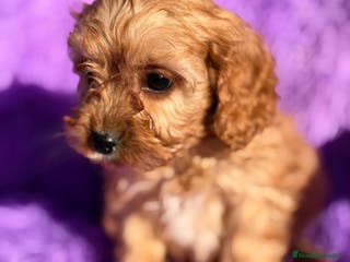 Cavapoo perros CAMADA CAVAPOO DISPONIBLES - Anuncio 3