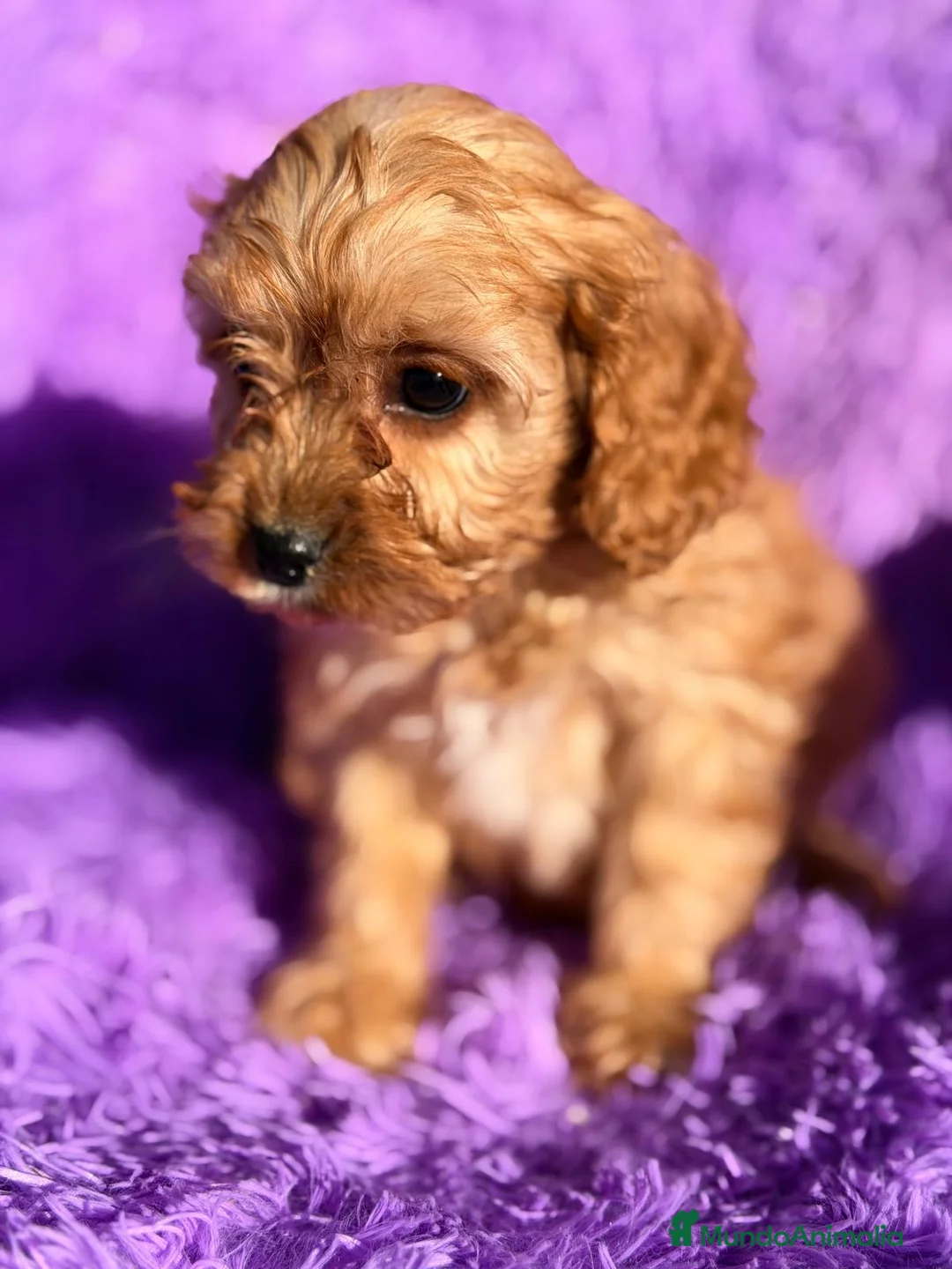 Cavapoo perros en venta: CAMADA CAVAPOO DISPONIBLES - Anuncio 1