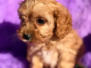 Cavapoo perros CAMADA CAVAPOO DISPONIBLES - Anuncio 20