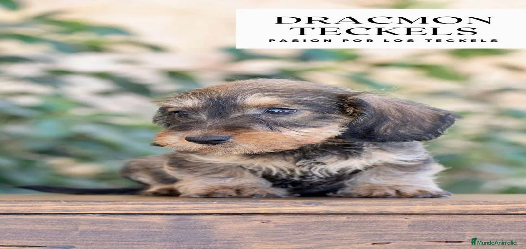 Imagen de galería {{count}}