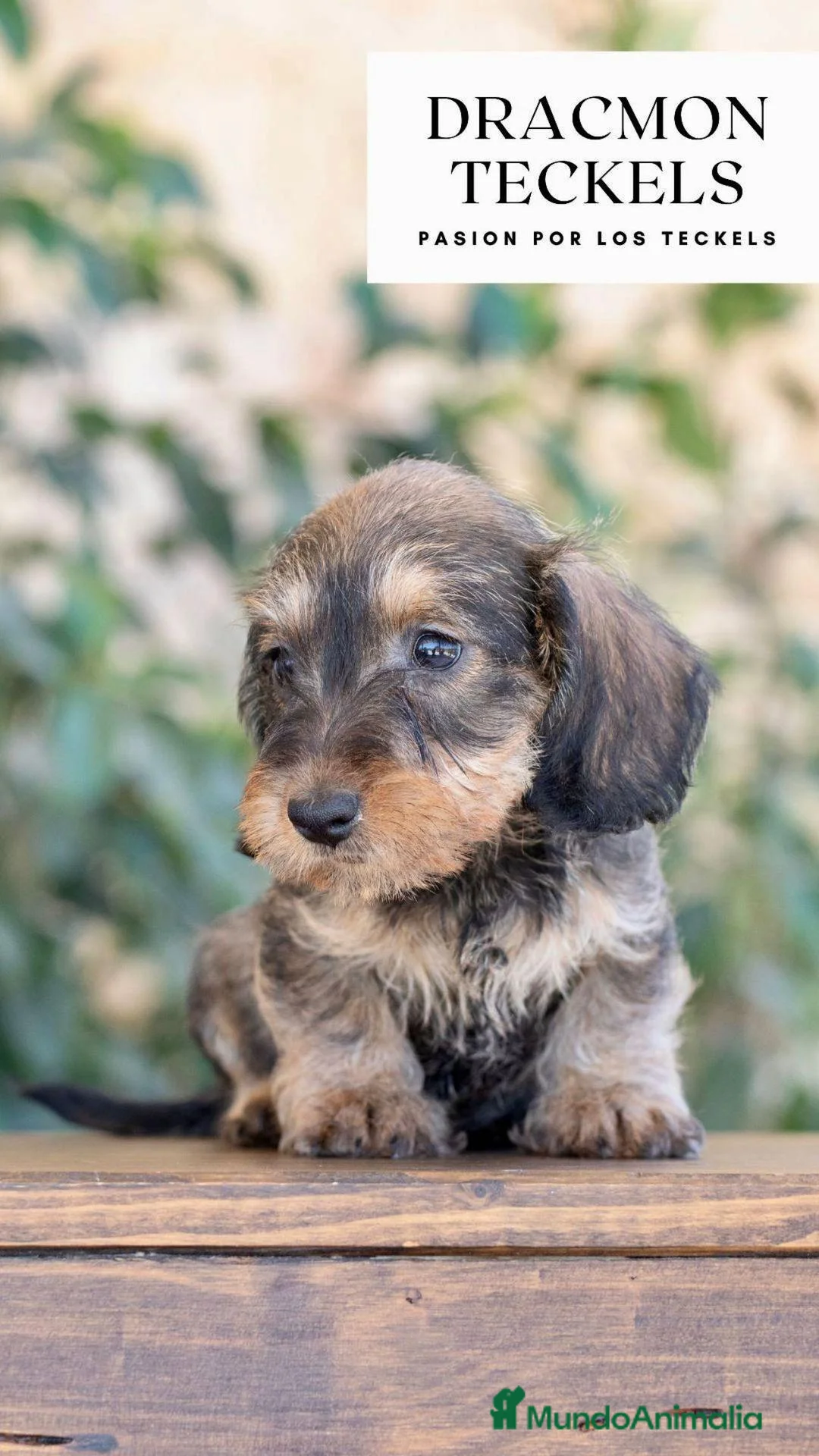 Imagen de galería {{count}}