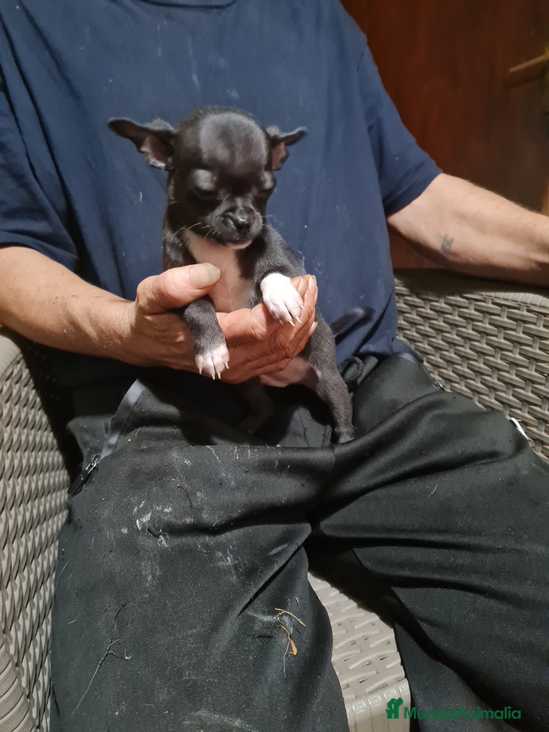 Chihuahua perros en venta: Chihuahua  toy - Imagen 8