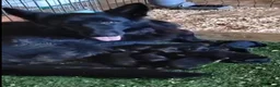 Pastor Alemán perros en venta: Último Cach0rro de Pastor Alemán  - Anuncio 3