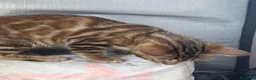 Bengalí gatos en venta: Gata Bengalí – Alta Genética y Crianza Premium - Anuncio 15
