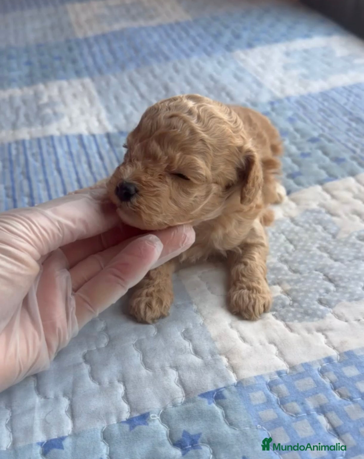 Caniche Toy perros Hembrita de caniche toy apricot  - Anuncio 3