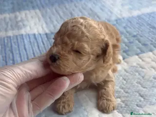 Caniche Toy perros Hembrita de caniche toy apricot - Anuncio 3