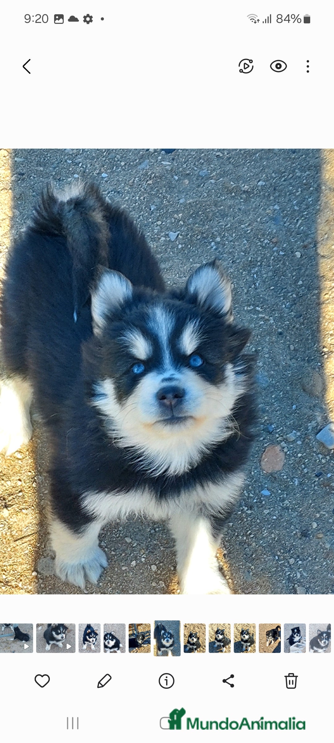 Pomsky perros en venta: Cachorros pomsky o mini husky - Anuncio 4