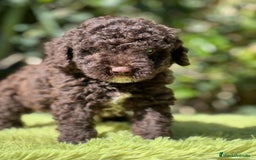 Perro de Agua Español perros en venta: Perro de Agua chocolate  - Imagen 1