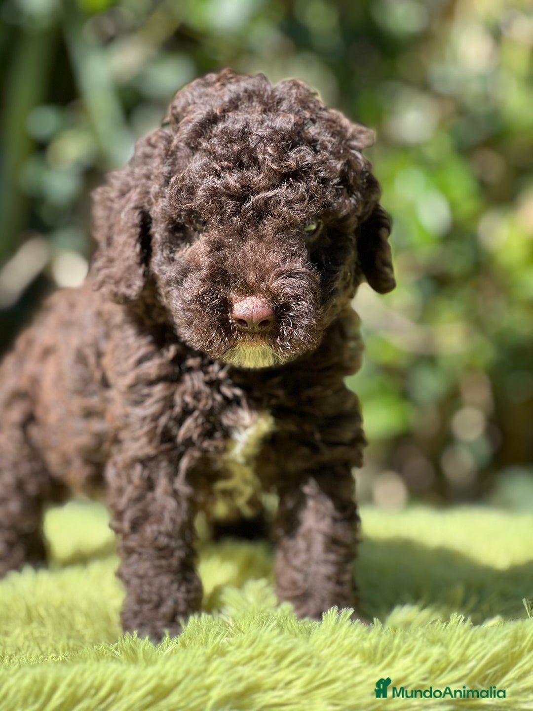 Perro de Agua Español perros en venta: Perro de Agua chocolate  - Imagen 1