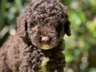 Perro de Agua Español perros Perro de Agua chocolate - Anuncio 5