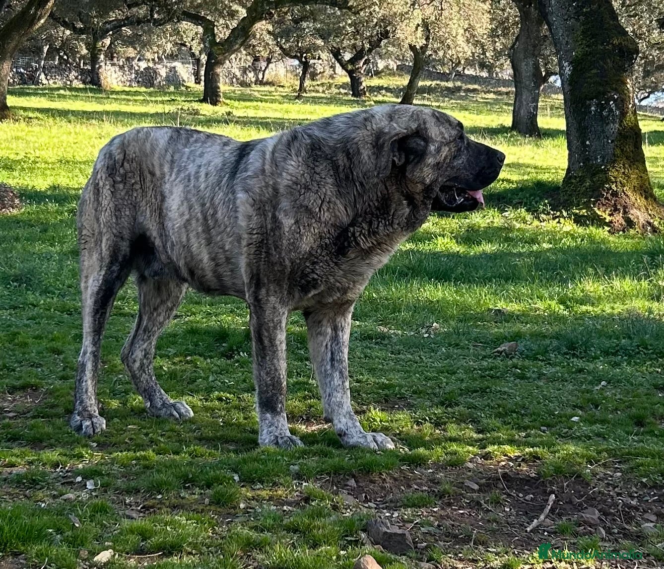 Mastín Español perros en venta: Mastín Español  - Anuncio 7