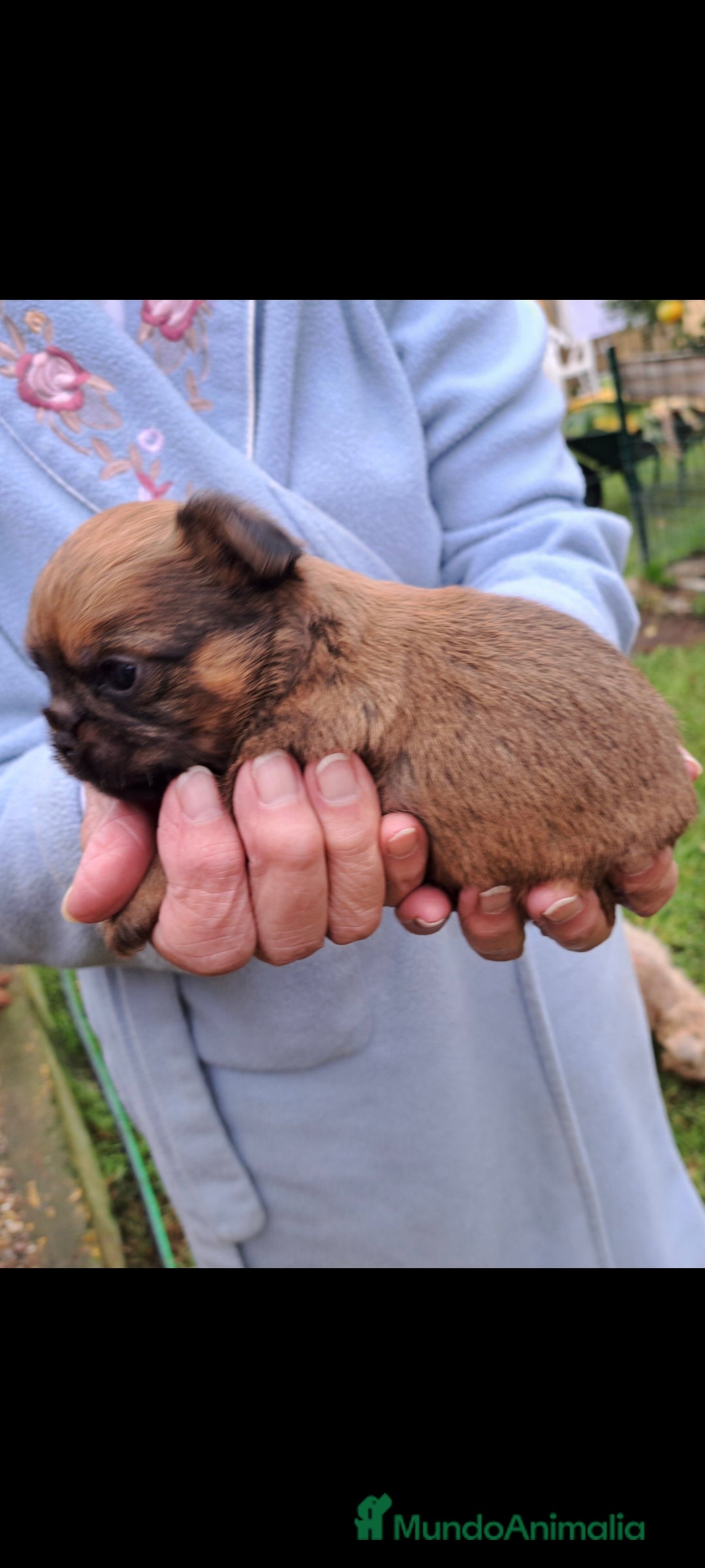 Raza Mixta perros en venta: Chiffon - Anuncio 2