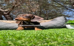 Teckel Miniatura perros en venta: CACHORROS TECKEL KANINCHEN - Imagen 5