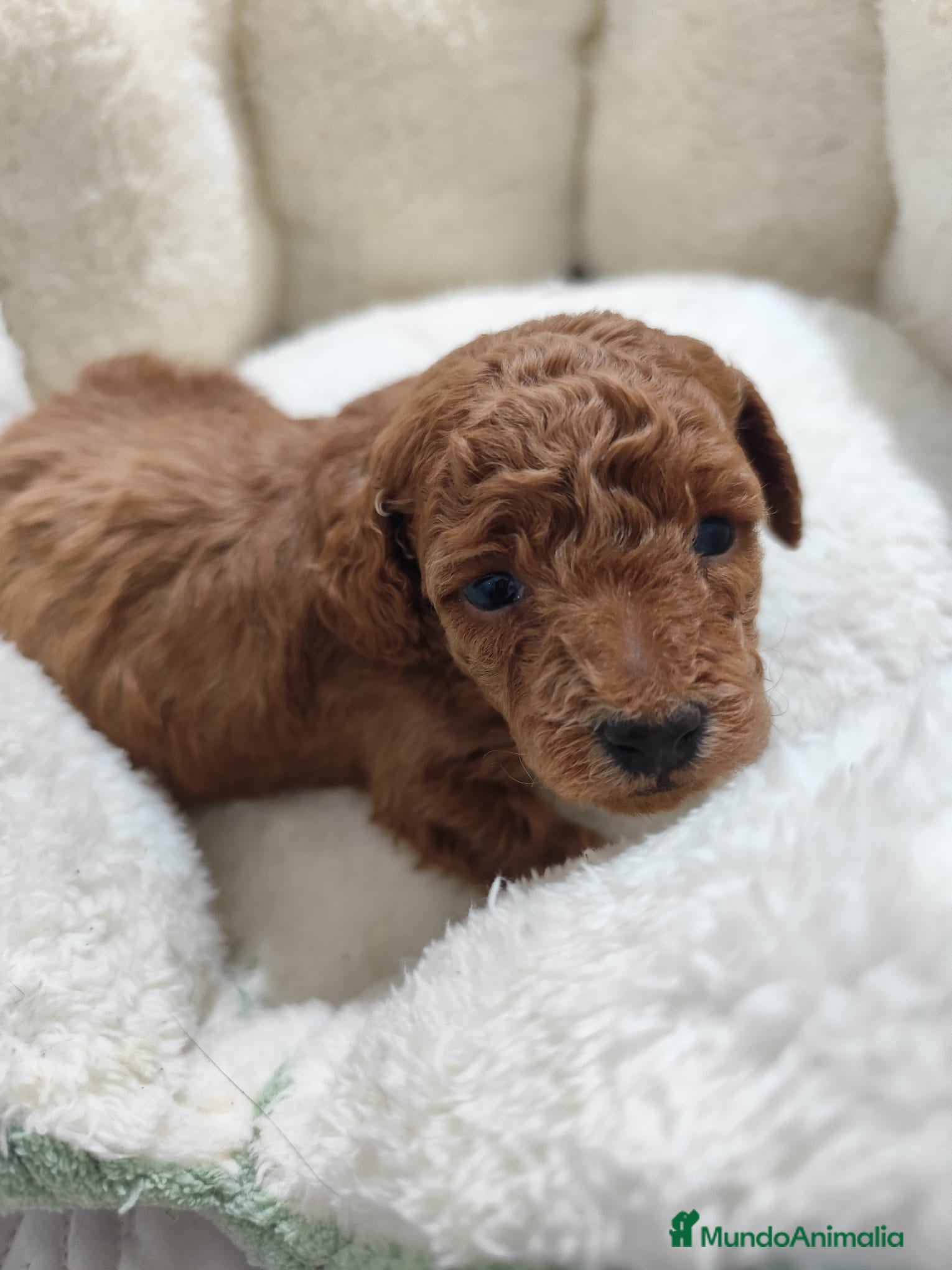 Caniche Toy perros en venta: Caniche toy  - Anuncio 13