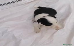 Border Collie perros en venta: Border collie  - Imagen 22