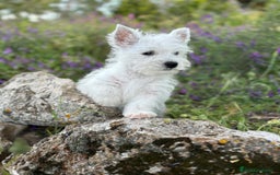 West Highland White Terrier perros en venta: Westys excelentes Ejemplres  - Imagen 5