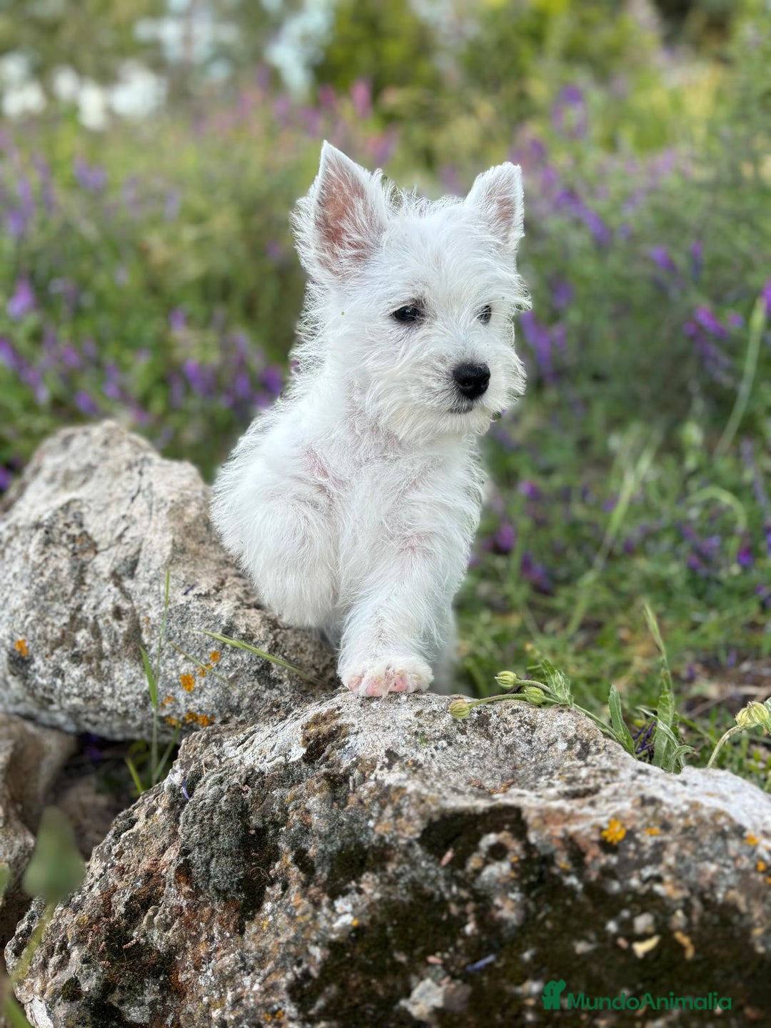 West Highland White Terrier perros en venta: Westys excelentes Ejemplres  - Imagen 5