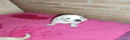 Golden Retriever perros en venta: CAMADA GOLDEN RETRIEVER ESPECTACULAR  - Anuncio 6