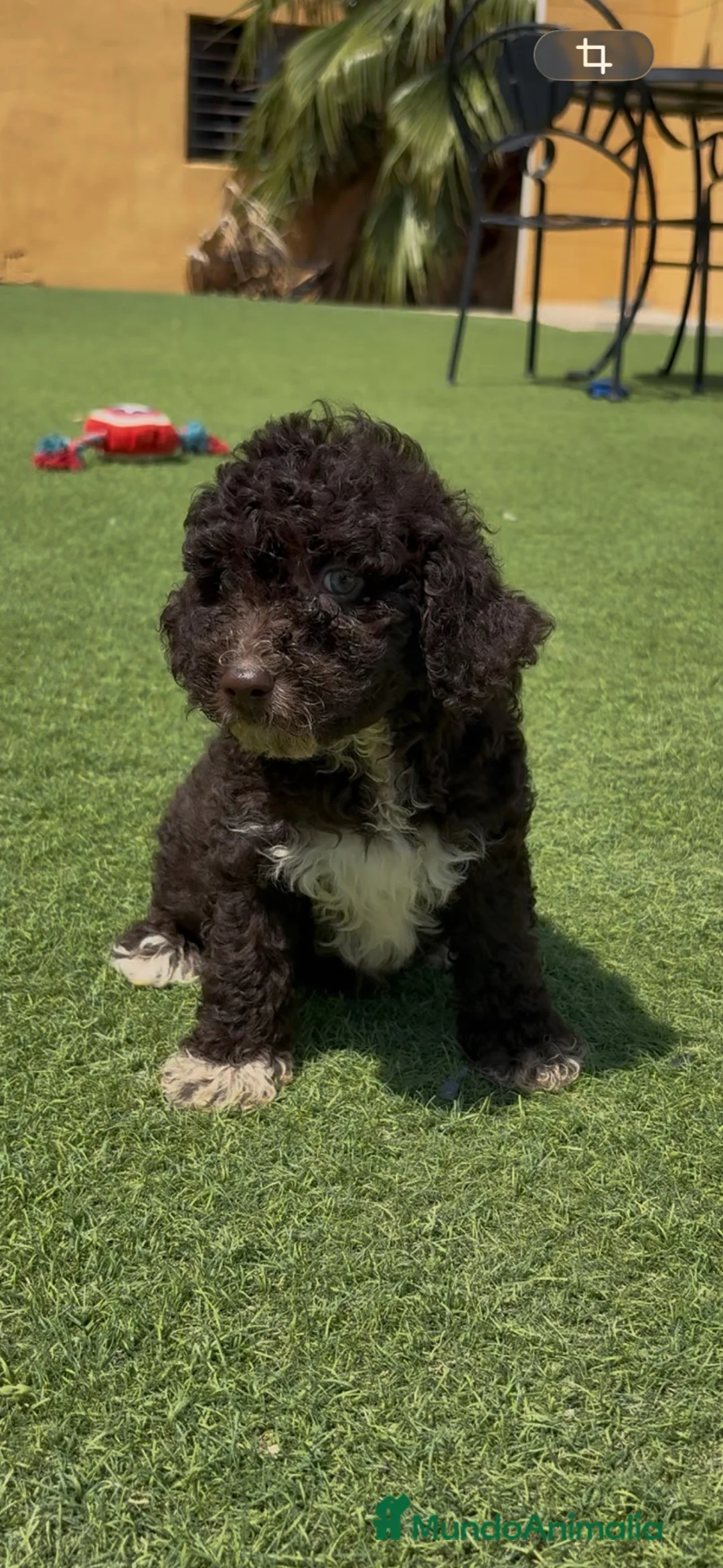 Perro de Agua Español perros en venta: Perro de agua - Anuncio 1