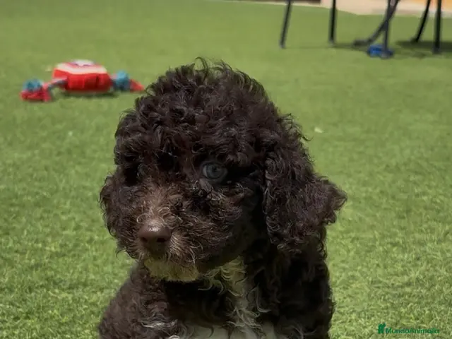 Perro de Agua Español perros en venta: Perro de agua - Anuncio 1