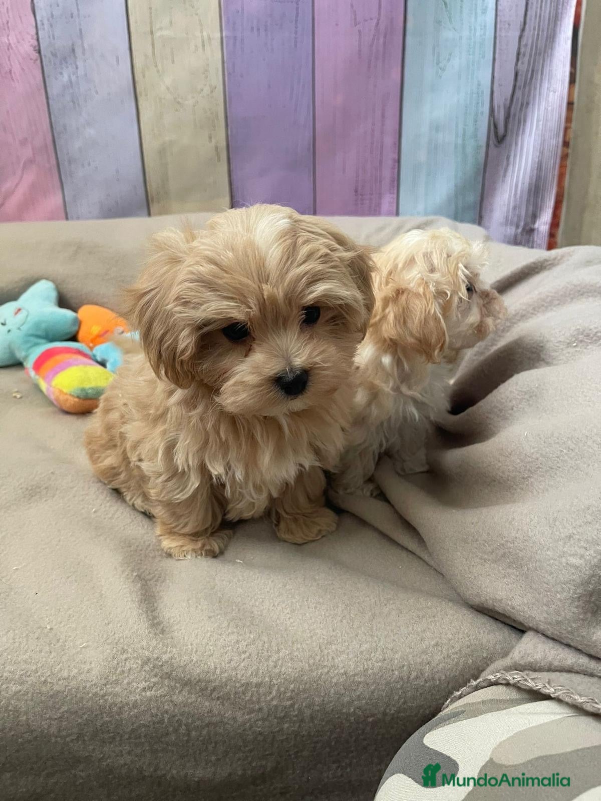 Maltipoo perros Maltipoo  - Anuncio 1