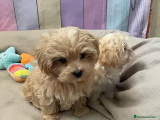Maltipoo perros Maltipoo - Anuncio 1