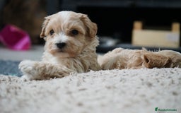 Maltipoo perros en venta: 🐾 Kepy & Harry – Maltipoo crema suave 🌾✨ - Anuncio 2