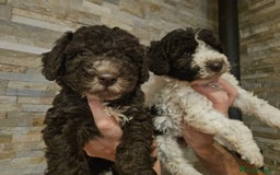 Perro de Agua Español perros en venta: Cachorros perros de agua - Imagen 3