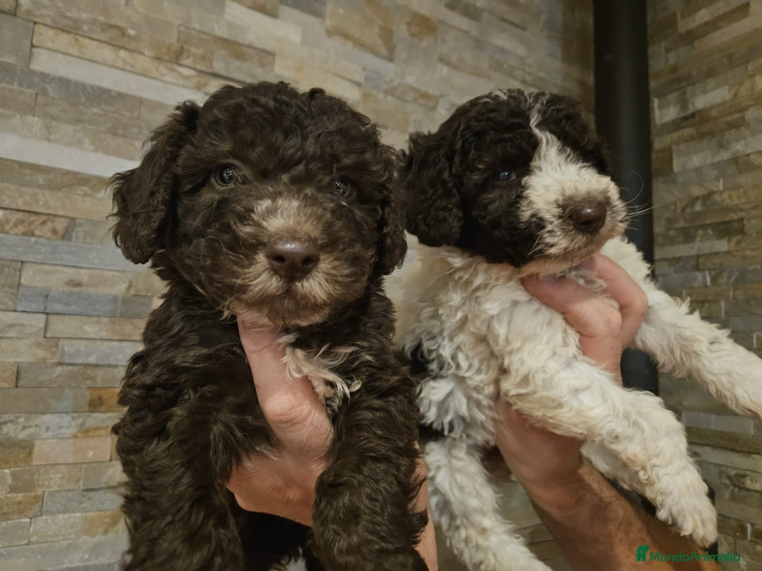Perro de Agua Español perros en venta: Cachorros perros de agua - Imagen 3