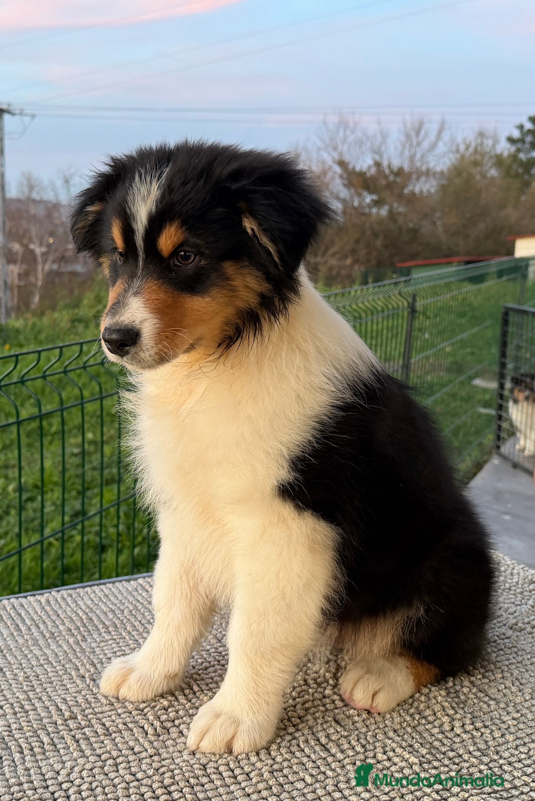 Pastor Australiano perros en venta: Pastor Australiano  - Anuncio 4