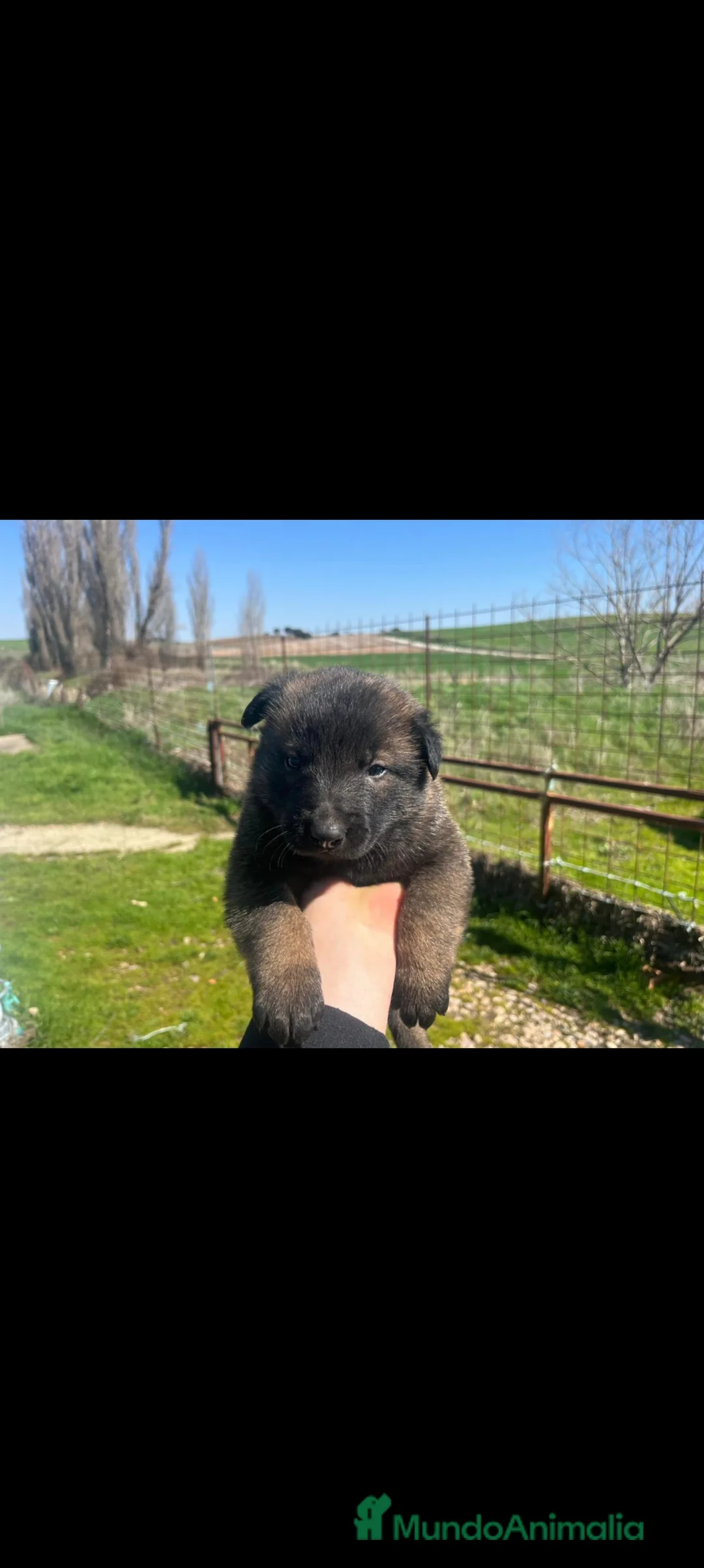 Pastor Belga Malinois perros en venta: Pastor belga malinois  - Anuncio 1