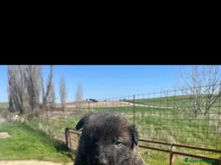 Pastor Belga Malinois perros Pastor belga malinois - Anuncio 1