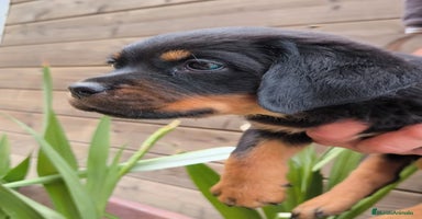 Rottweiler perros - Anuncio 1