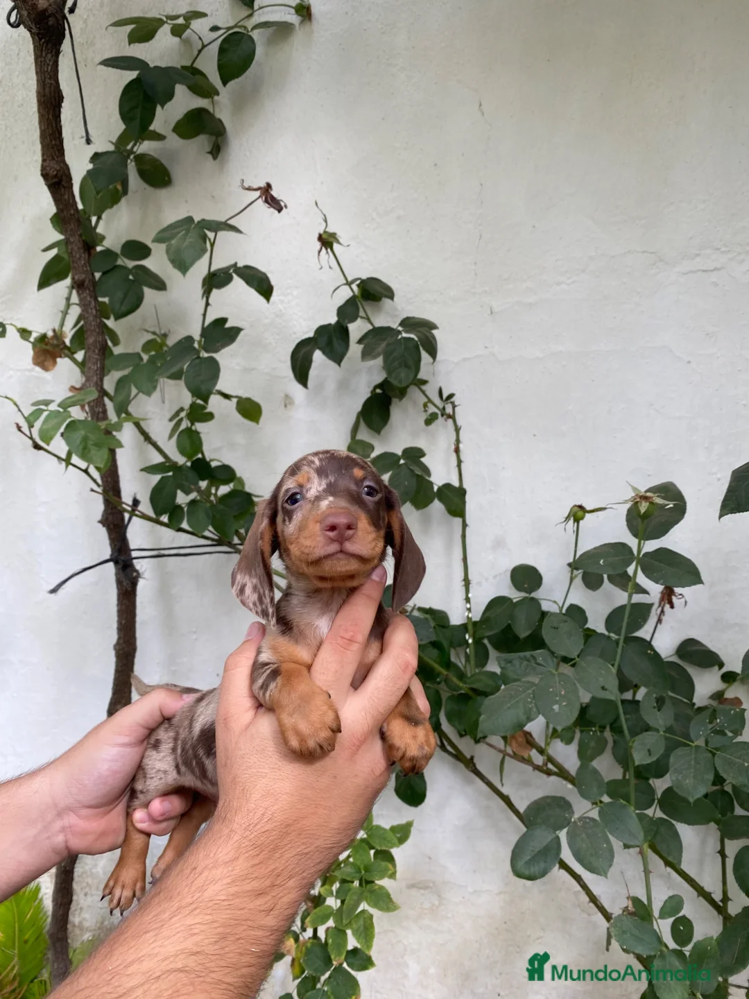Teckel perros en venta: Cachorros de Teckel Kaninchen Arlequines Chocolate - Anuncio 2