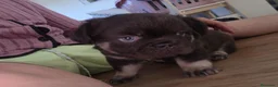 Bulldog Francés perros en venta: Bulldog frances fluffy - Anuncio 3