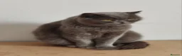 Británico de Pelo Corto gatos en venta: British Shorthair muy tipada  - Anuncio 2