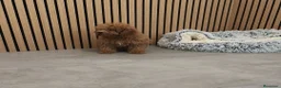 Caniche Toy perros en venta: Caniche Toy Apricot 🐩♂️ - Anuncio 6