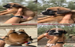 Boxer perros en venta: Boxer - Imagen 5