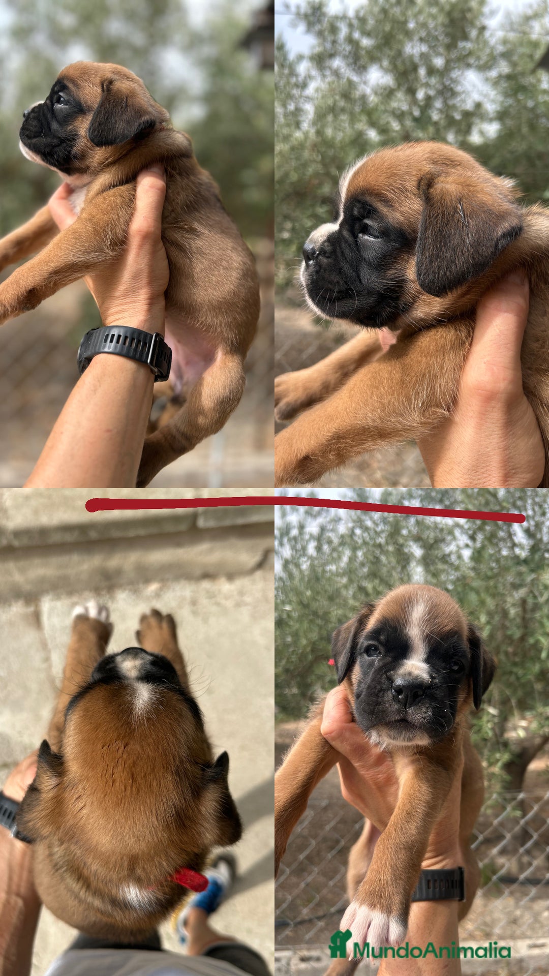 Boxer perros en venta: Boxer - Imagen 5